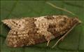 1020 (49.05) Cnephasia stephensiana
